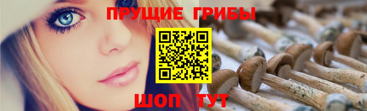 дарнет шоп  Псилоцибиновые грибы мицелий  Вход с VPN  Сальск 